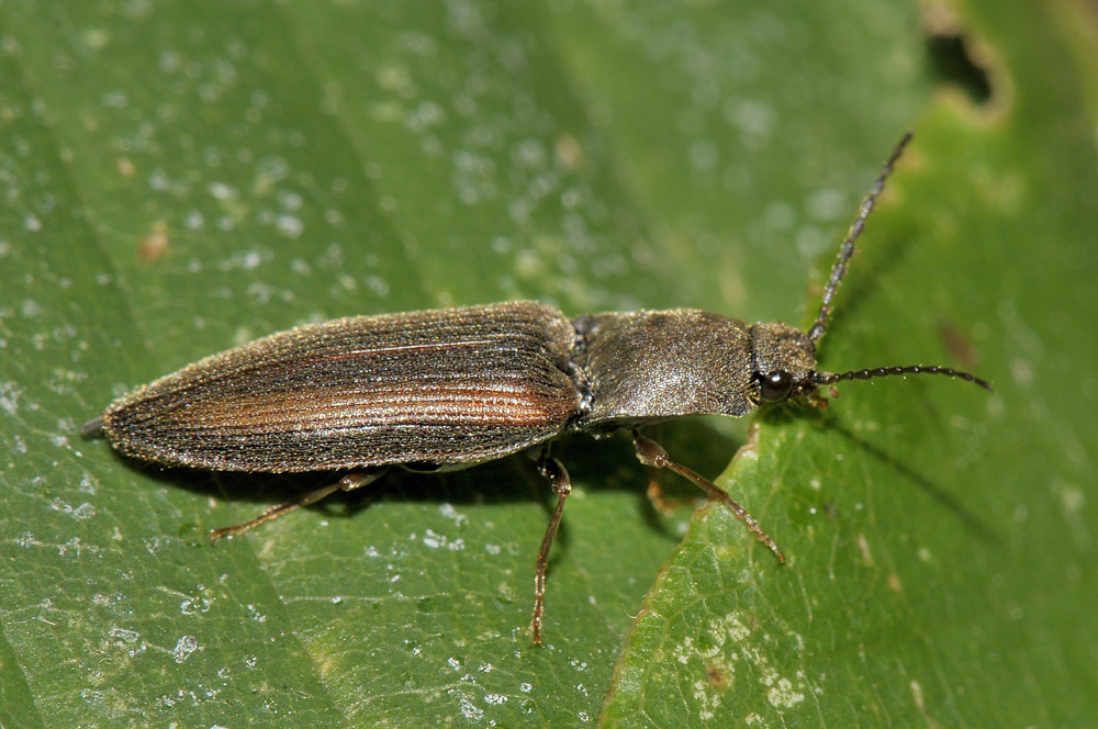 Elateridae n 3 - Athous cfr. flavipennis